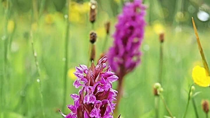 Am Rand eines kleinen Moorgebietes bei Höhn wächst in diesem Jahr das Knabenkraut üppig. Foto: Rainer Lutz
