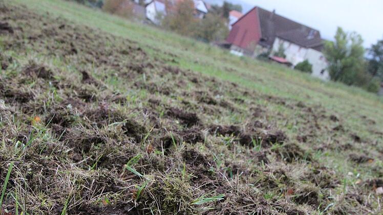 Nahe Schönderling sind die Wildschweine sehr nah an den Ort herangekommen. Eine große Fläche ist völlig zerwühlt. Foto: Ulrike Müller