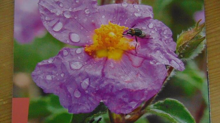 Wasser in allen Facetten Foto: Petra Malbrich