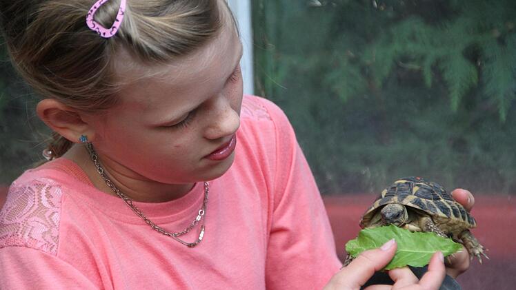 Abends gegen 17.30 Uhr gibt's Abendessen für die Schildkröten. Vanessa  hilft beim Füttern. Auf dem Speiseplan stehen Löwenzahn und Tomaten. Foto: Ulrike Müller
