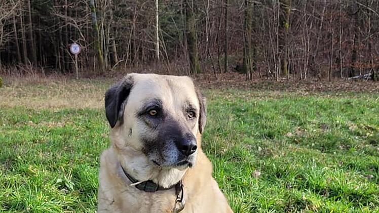 Tierheim Kulmbach: Hündin Sulti sucht vergeblich nach Zuhause - zahllose Versuche seit zwei Jahren gescheitert