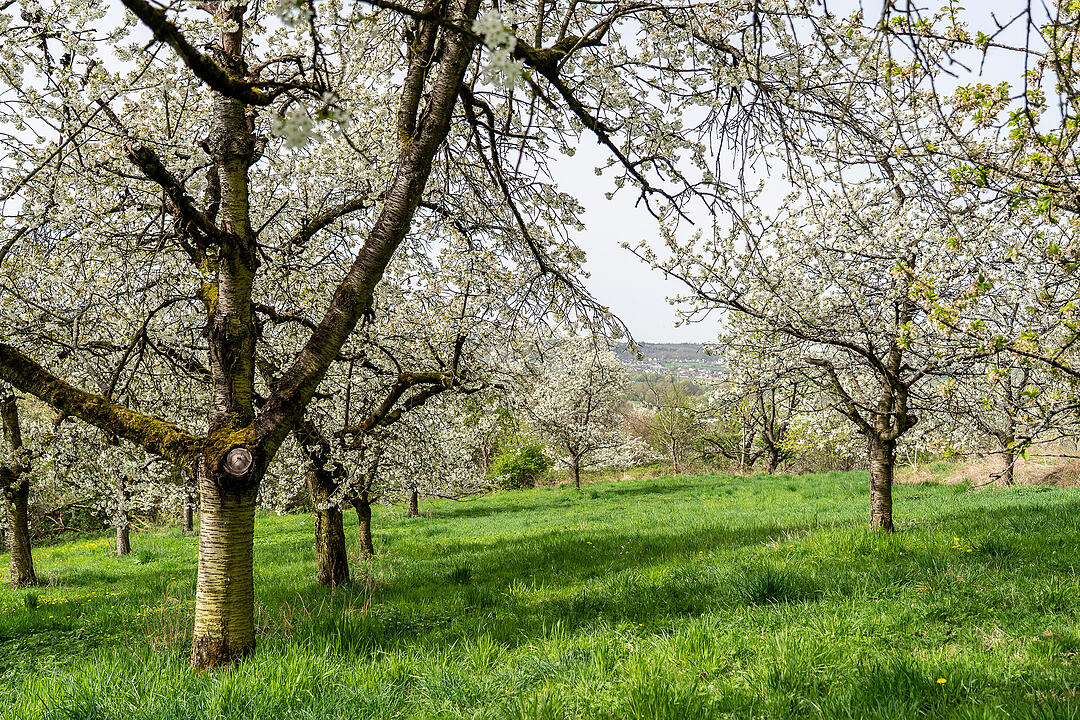 Unterwegs auf dem Kirschenweg.