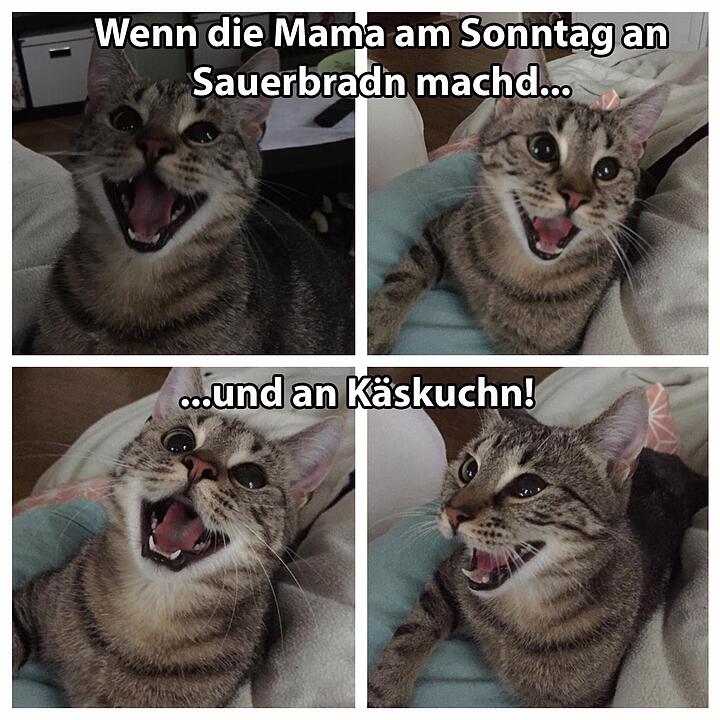 29 fränkische Katzen, die dich verstehen