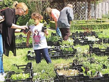 Im Alten Bauhof wird eine gro&szlig;e Auswahl an Kr&auml;utern angeboten. Foto: privat