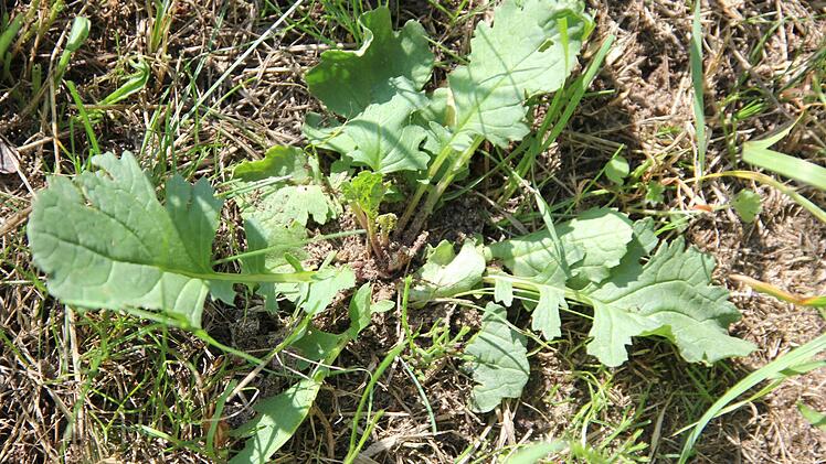 Rosette des Jakobskreuzkrauts  Foto: Friedwald Schedel