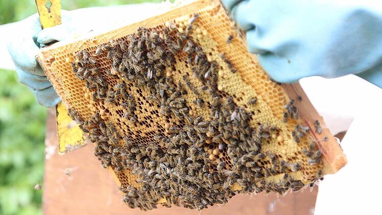Viele Bienen hängen an der Wabe.   Foto: Friedwald Schedel