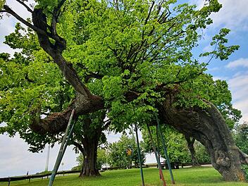 Die Kasberger Linde soll zu Lebzeiten der heiligen Kunigunde (um 980 bis 1033) bestanden haben: Damit wäre sie eine der zehn ältesten Linden Deutschlands. Foto: Ronald Heck