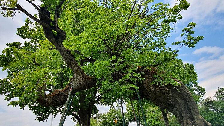 Die Kasberger Linde soll zu Lebzeiten der heiligen Kunigunde (um 980 bis 1033) bestanden haben: Damit wäre sie eine der zehn ältesten Linden Deutschlands. Foto: Ronald Heck