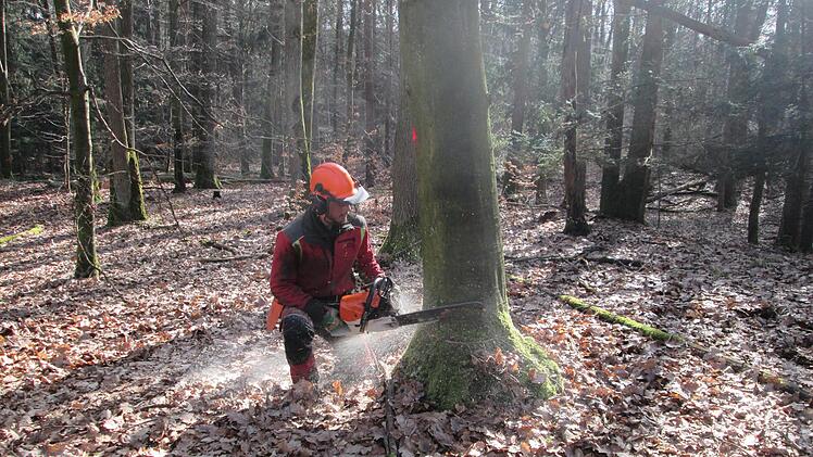 Das Betriebsergebnis des Forstjahres 2021 in Elfershausen ist nicht berauschend. Positiv zu vermerken ist jedoch der auffallende Rückgang des Schadholzkontingents. Foto: Winfried Ehling