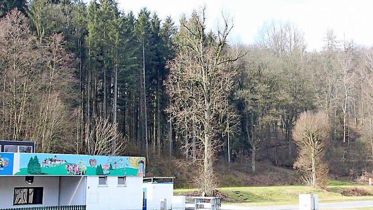 Auf diesem Waldgrundstück oberhalb des Schützenplatzes befindet sich die Säureharzdeponie, die saniert werden muss.  Foto: Alexander Löffler