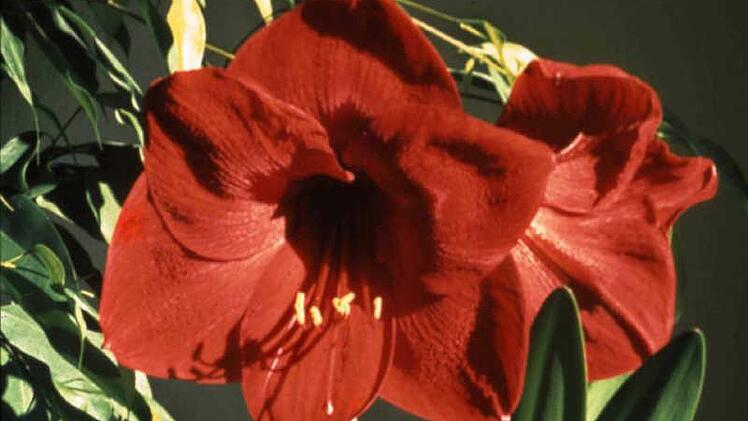 Symbolbild einer blühenden Amaryllis (Foto: Peter Busch)