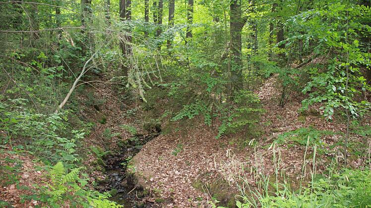 Ein Geländeeinschmnitt, dem das "Glasholz" sienen namen verdankt