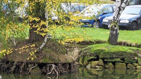 Die freiliegenden Wurzeln des Baumes auf der Insel (links) verdeutlichen, wie niedrig zur Zeit der Wasserstand im Entenweiher am Schießgraben ist.