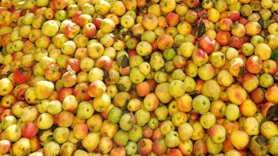 Foto: Martin Schutt/dpa