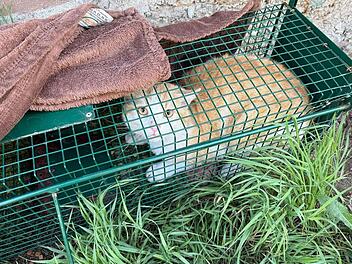Tierheim Nürnberg verteidigt sich gegen Anschuldigungen von Anwohnerin