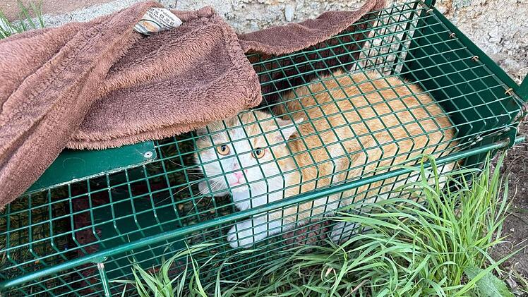 Tierheim Nürnberg verteidigt sich gegen Anschuldigungen von Anwohnerin