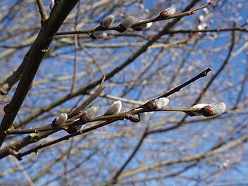 Weidenkätzchen zählen zu den ersten Bienenweiden im Jahr. Sie stehen unter Naturschutz und dürfen seit 1. März nicht mehr geschnitten werden.  Foto: Marion Eckert