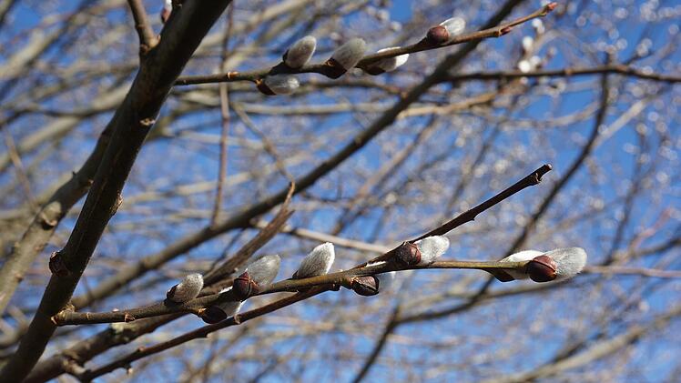 Weidenkätzchen zählen zu den ersten Bienenweiden im Jahr. Sie stehen unter Naturschutz und dürfen seit 1. März nicht mehr geschnitten werden.  Foto: Marion Eckert