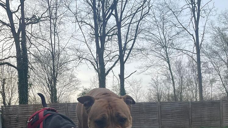 Besitzerin bindet Hund einfach an Tierheim Erlangen an - Influencerin macht sie ausfindig