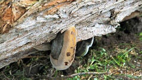 Die Weide war von einem Lackporling befallen. Der Pilz bringt den Wirtsbaum zum Absterben. Foto: Mathias Erlwein