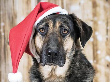 Im Tierheim weihnachtet es schon sehr. Foto: Tierschutzverein Kronach