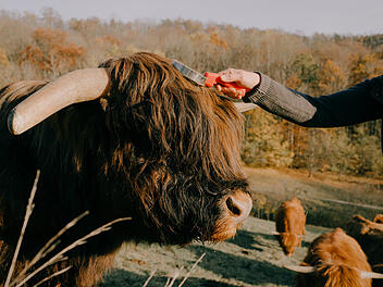 Horsdorf: "Genuss bei den Hochlandrindern&ldquo; - was die Erlebnistour zu bieten hat