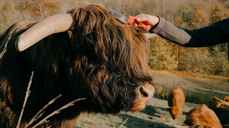 Horsdorf: "Genuss bei den Hochlandrindern&ldquo; - was die Erlebnistour zu bieten hat