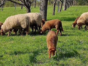 In Worms sind mehrere Schafe getötet worden. (Symbolbild)