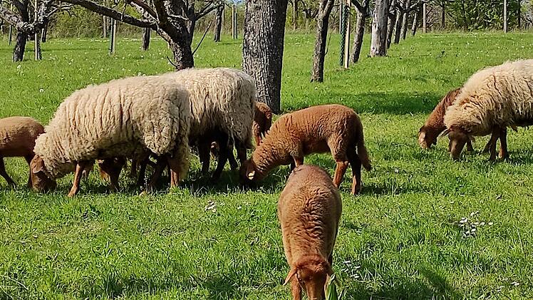 In Worms sind mehrere Schafe getötet worden. (Symbolbild)