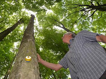 Auch Totholz ist wichtig und wird erfasst. Betriebsleiter Ludwig Neeb steht neben einer morschen Buche. "Borkenkäfer gehen da nicht rein", sagt er. "Die suchen saftiges, frisches Holz." Foto: Ronald Rinklef