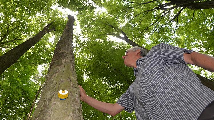 Auch Totholz ist wichtig und wird erfasst. Betriebsleiter Ludwig Neeb steht neben einer morschen Buche. "Borkenkäfer gehen da nicht rein", sagt er. "Die suchen saftiges, frisches Holz." Foto: Ronald Rinklef