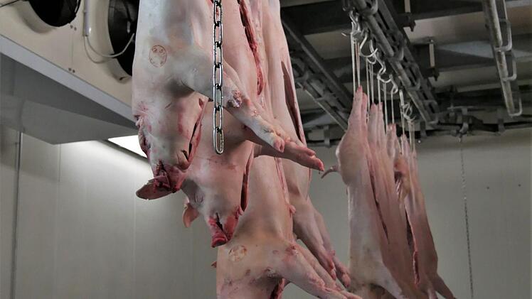 Das Fleisch kommt ins Kühlhaus mit einer Temperatur von 7 Grad. Nach einer kurzen Kühlzeit kann das Fleisch in weitere Teile verarbeitet werden. Im Kühlhaus lagert auch das Fleisch, das Kunden direkt im Werksverkauf des Schlachthofs kaufen können. Foto: Sandra Hackenberg