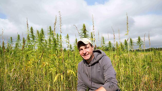 Uso-31 heißt die Hanfsorte mit einem THC-Gehalt von weniger als 0,2 Prozent.