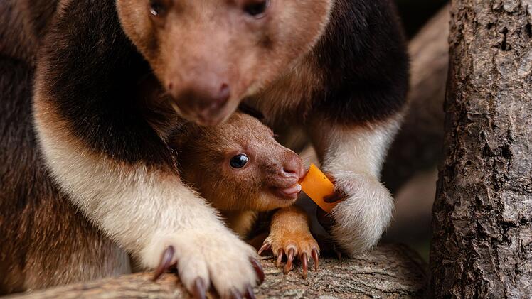 Baumk&auml;nguru-Jungtier in England geschl&uuml;pft