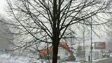 Die noch junge Linde am Radweg zwischen Neustadt und Sonneberg f&auml;llt bisher noch kaum jemandem auf. Foto: Frank Altrichter