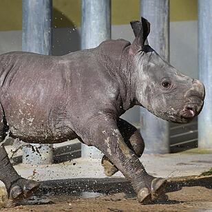 Nashorn-Nachwuchs in Augsburg