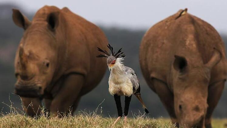 Groß und Klein friedlich nebeneinander: Zwei Nashörner und ein Sekretärvogel im Lake Nakuru-Nationalpark. Günther Schneider