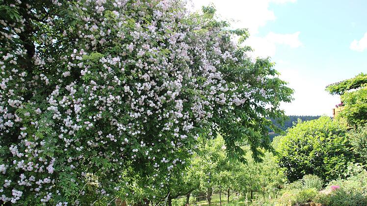 Die Rambler-Rose "St. Paul's Himalayan Musk" hat den Kirschbaum erobert.