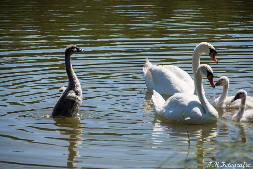 Schwanennachwuchs an Schloss Seehof. Foto: klaanaweissa