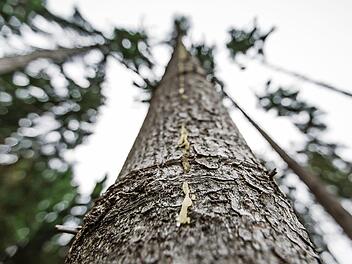 Die Spur aus Harz weist auf Borkenkäfer-Befall hin. Foto: Archiv
