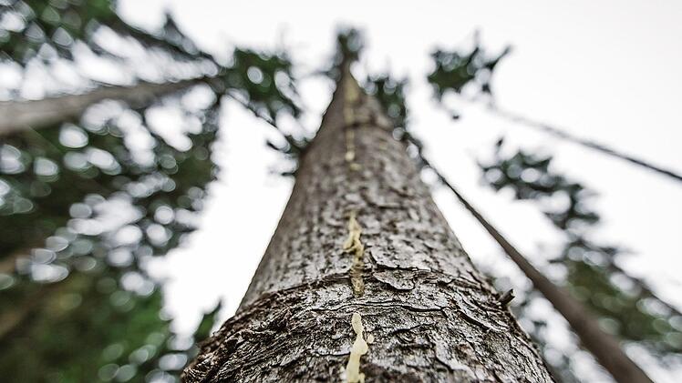 Die Spur aus Harz weist auf Borkenkäfer-Befall hin. Foto: Archiv