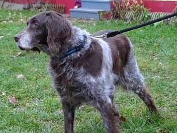 Foto: Tierheim Bayreuth