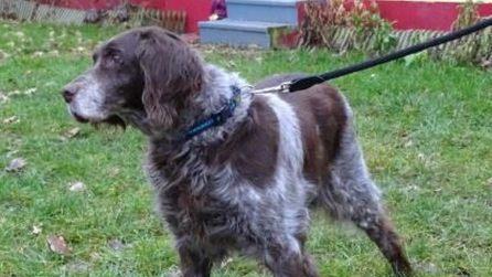 Foto: Tierheim Bayreuth