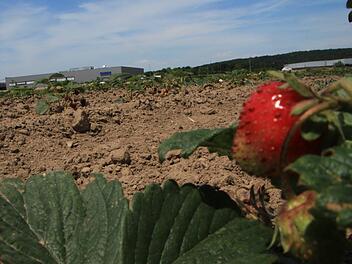 Das Erdbeerfeld am Rand des Höchstadter Gewerbegebiets Foto: Christian Bauriedel