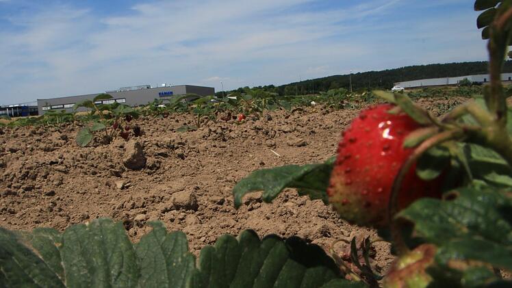 Das Erdbeerfeld am Rand des Höchstadter Gewerbegebiets Foto: Christian Bauriedel