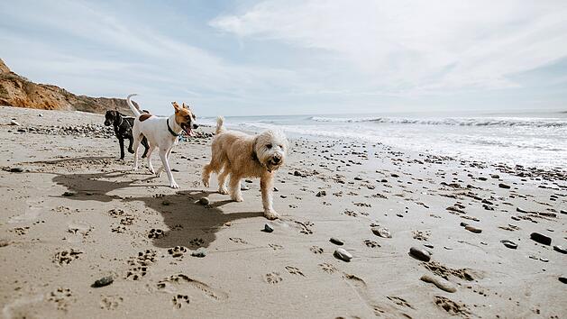 Strand Strandurlaub Strandregeln Hunde Hundestrand Hunde am Strand Leinenpflicht Meer Ozean K&uuml;ste Sandstrand Spielen Tiere Urlaub Sommer Strandordnung Regeln Naturschutz Sicherheit R&uuml;cksicht Strandbesuch Freizeit Erholung Badeurlaub K&uuml;stenregeln Verbot Hund Urlaub mit Hund Symbolbild Strandtag