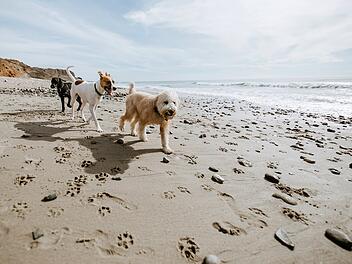 Strand Strandurlaub Strandregeln Hunde Hundestrand Hunde am Strand Leinenpflicht Meer Ozean K&uuml;ste Sandstrand Spielen Tiere Urlaub Sommer Strandordnung Regeln Naturschutz Sicherheit R&uuml;cksicht Strandbesuch Freizeit Erholung Badeurlaub K&uuml;stenregeln Verbot Hund Urlaub mit Hund Symbolbild Strandtag