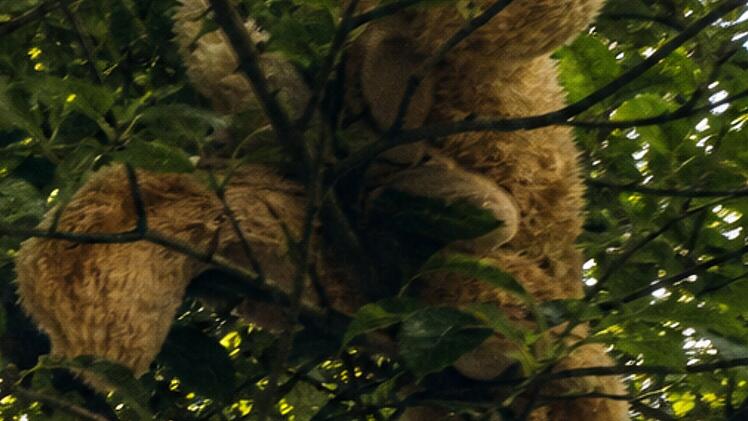 Teddyb&auml;r in Baum l&ouml;st Polizeieinsatz in Traunstein aus