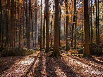 Der Druidenhain ist ein circa ein Hektar großes dunkles Fichten- und Buchenwaldstück in der Fränkischen Schweiz, das früher als Kultstätte gedient haben soll. Foto:  daysofrain/infrankenpix.de