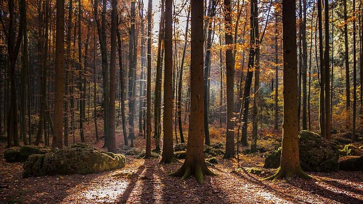 Der Druidenhain ist ein circa ein Hektar großes dunkles Fichten- und Buchenwaldstück in der Fränkischen Schweiz, das früher als Kultstätte gedient haben soll. Foto:  daysofrain/infrankenpix.de